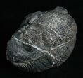 Large Enrolled Drotops Megalomanicus Trilobite #5097-1